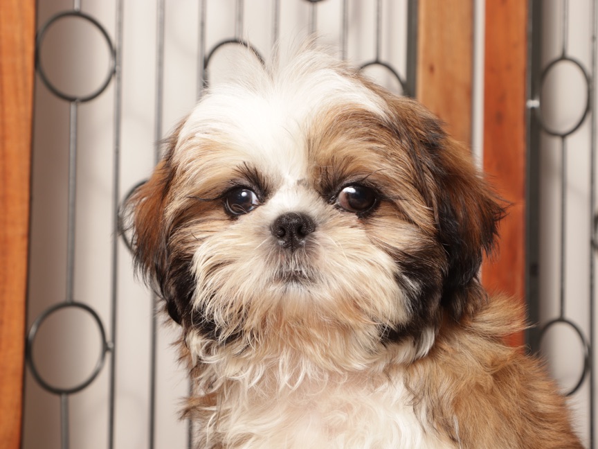 Luke - Awesome Tri Colored Male ACA Shih-Tzu Puppy - Image 2
