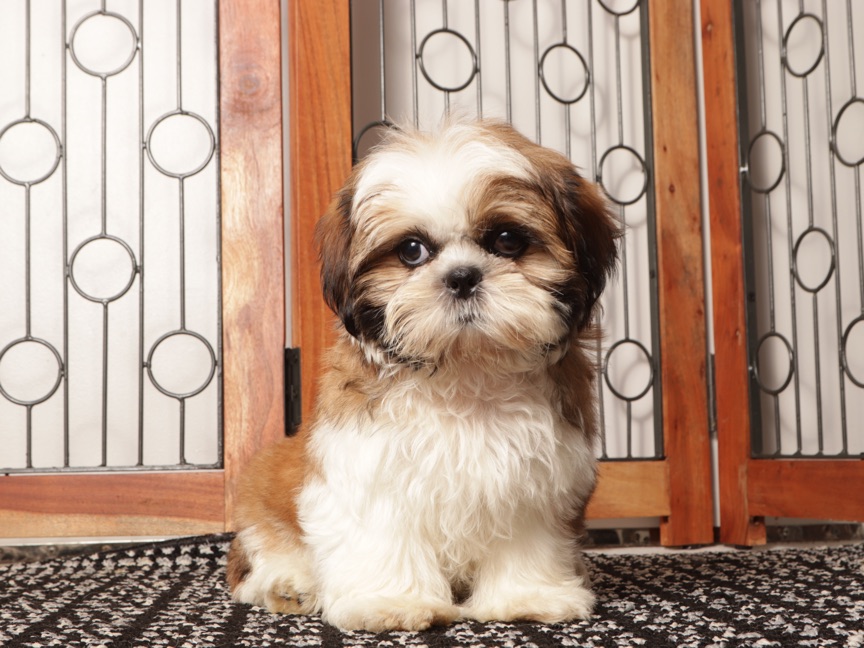 Luke - Awesome Tri Colored Male ACA Shih-Tzu Puppy - Image 3