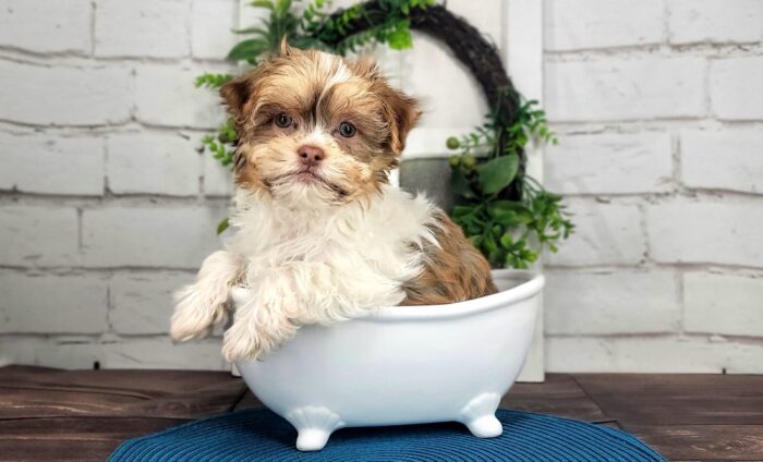 Lulu - Loving Tri-Colored ACA female Havanese Puppy