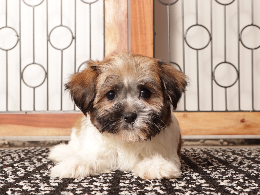 Lulu –  Gentle ACA Female Havanese Puppy