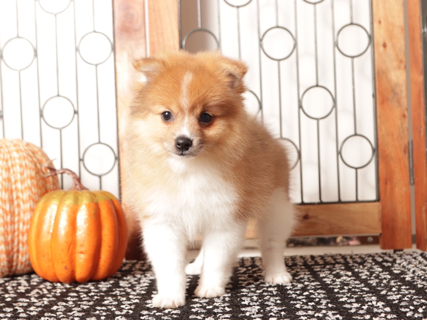 Luna - Cute Female Pomeranian Puppy