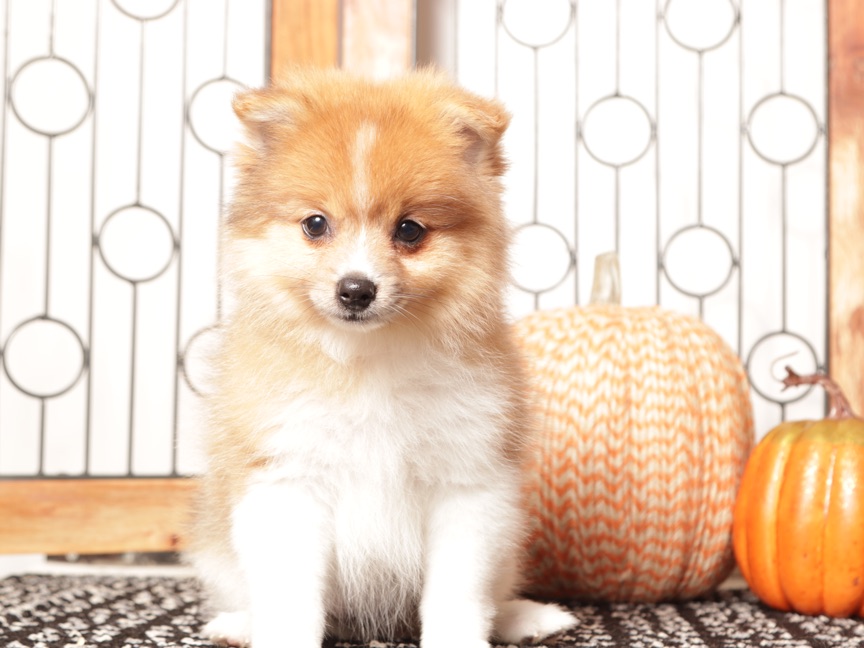 Luna - Cute Female Pomeranian Puppy - Image 2