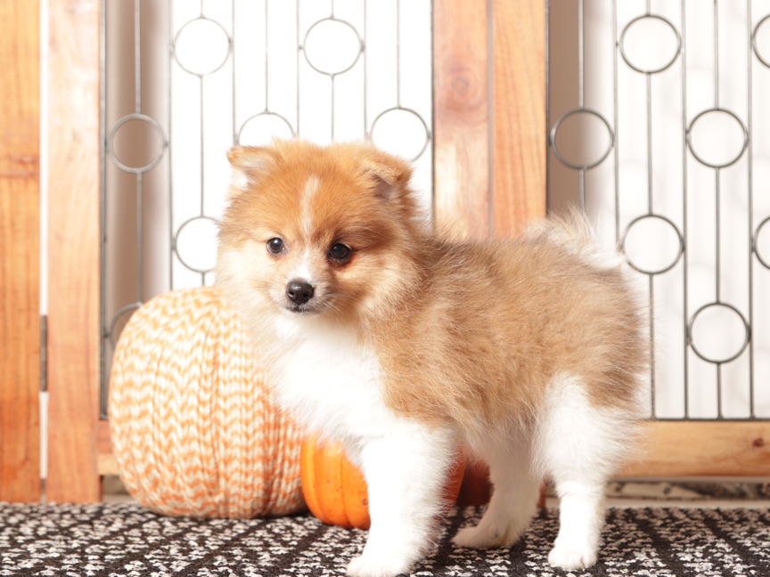 Luna - Cute Female Pomeranian Puppy - Image 3