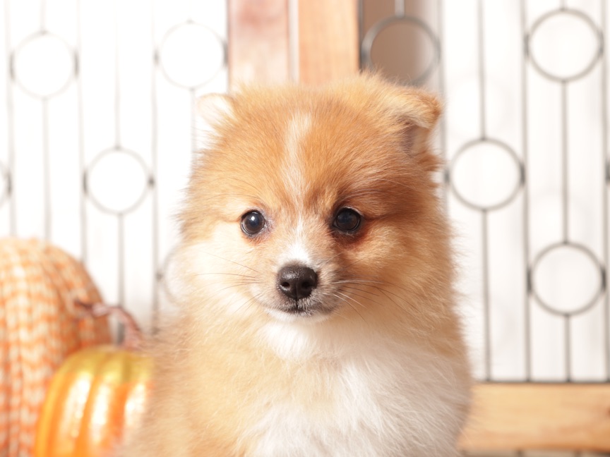 Luna - Cute Female Pomeranian Puppy - Image 4