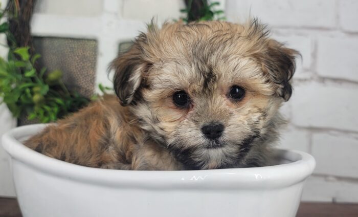 Maddy- Friendly Tri-Colored ACA female Havanese Puppy - Image 7