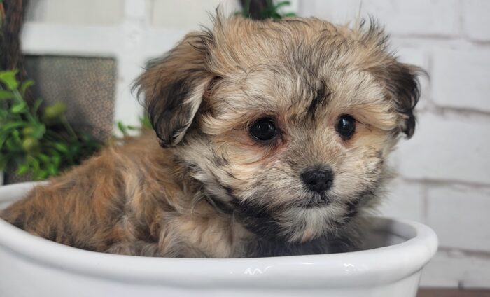 Maddy- Friendly Tri-Colored ACA female Havanese Puppy - Image 6