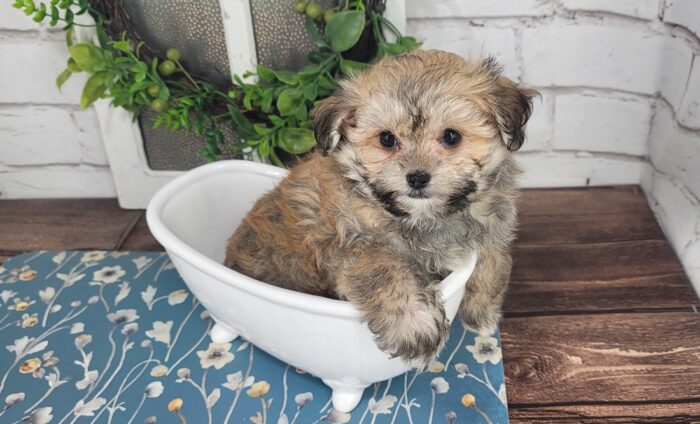 Maddy- Friendly Tri-Colored ACA female Havanese Puppy - Image 5