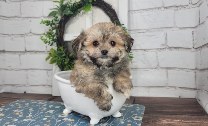 Maddy- Friendly Tri-Colored ACA female Havanese Puppy