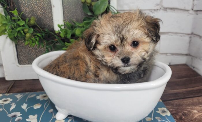 Maddy- Friendly Tri-Colored ACA female Havanese Puppy - Image 3