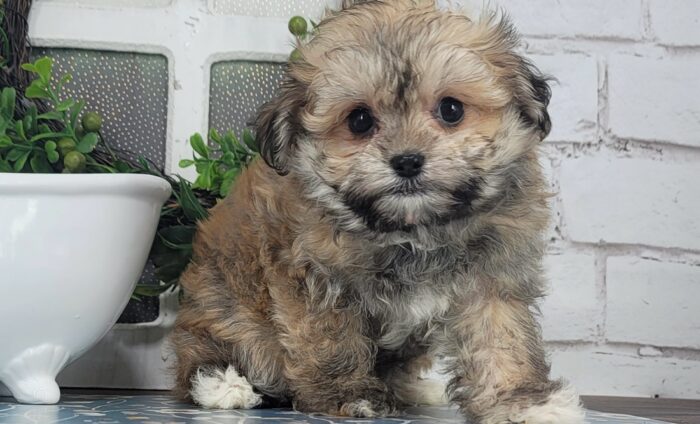 Maddy- Friendly Tri-Colored ACA female Havanese Puppy - Image 2