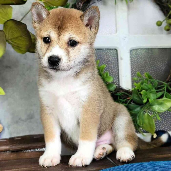 Marc Shiba Inu Puppy for Sale