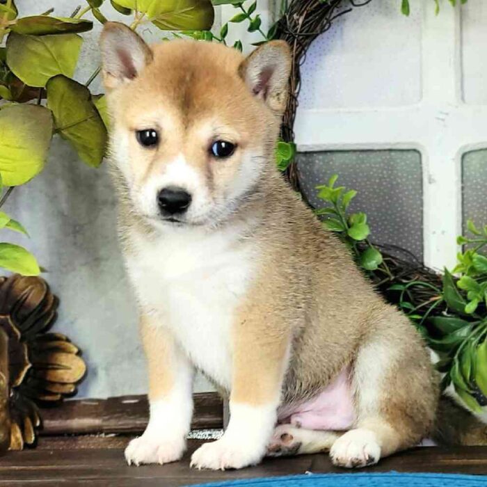 Marc - Regal Shiba Inu Puppy for Sale in Florida - Image 3