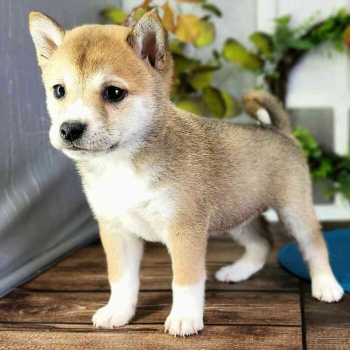 Marc - Regal Shiba Inu Puppy for Sale in Florida - Image 2