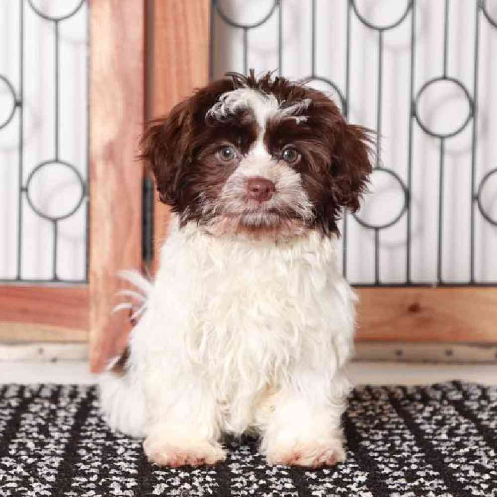 Mary Havanese Puppy for Sale