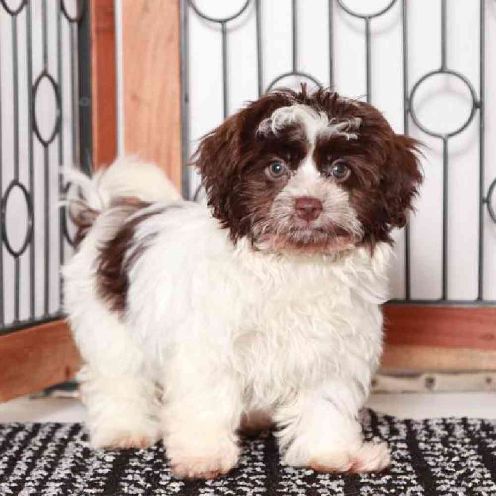 Mary - Loyal Havanese Puppy for Sale in Florida - Image 3