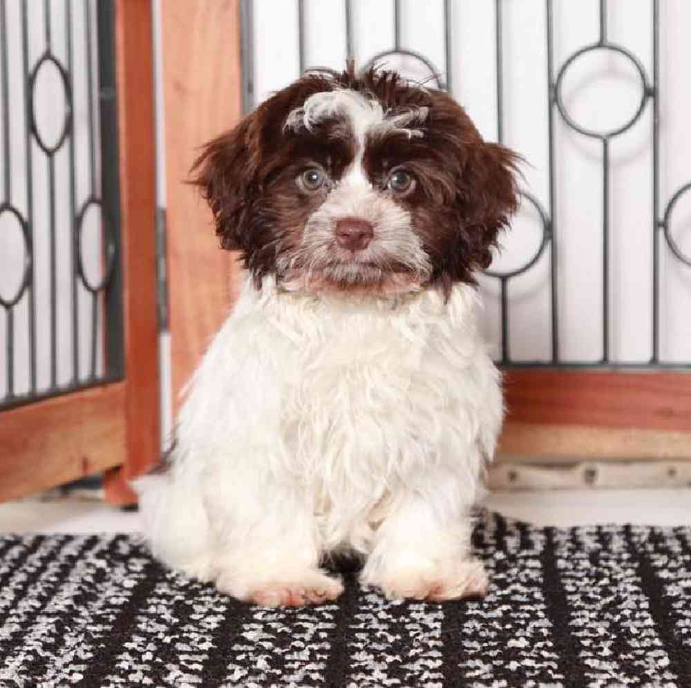 Mary - Loyal Havanese Puppy for Sale in Florida - Image 4