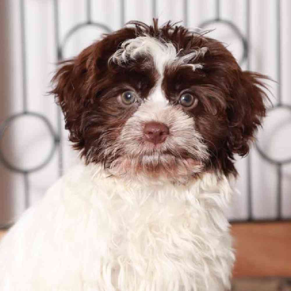 Mary - Loyal Havanese Puppy for Sale in Florida - Image 2