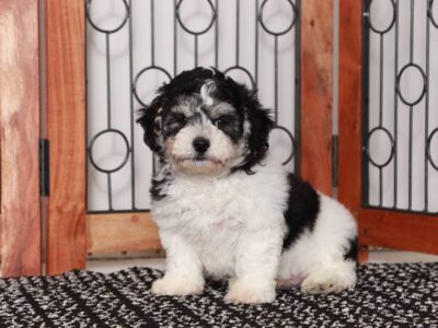 Maximus Shichon Puppy