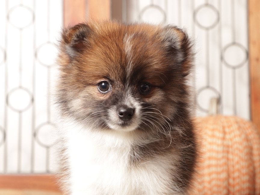 Millie- Cute Female Pomeranian Puppy