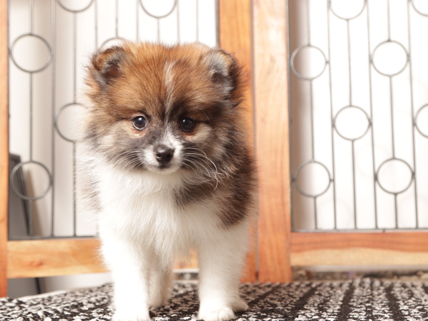 Millie- Cute Female Pomeranian Puppy - Image 2