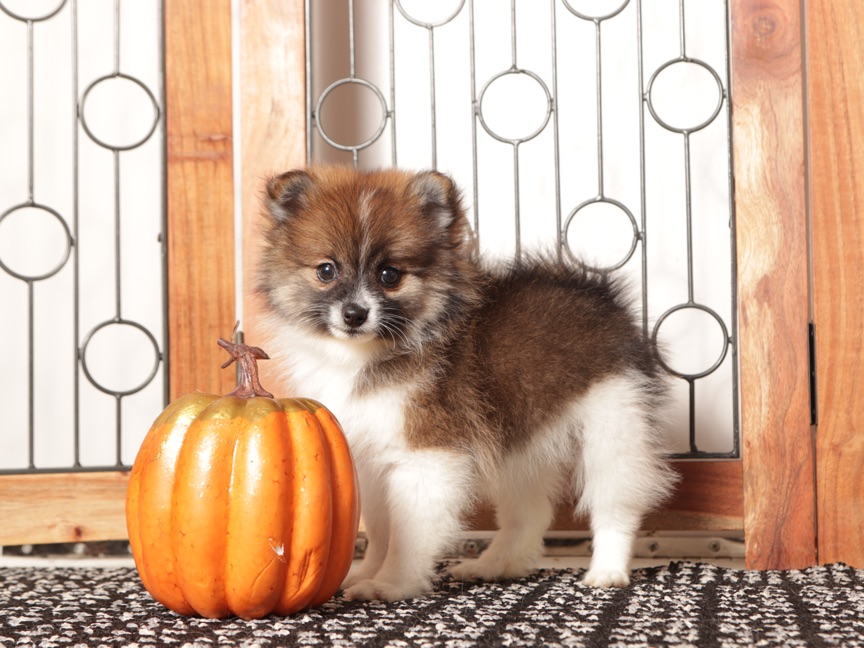 Millie- Cute Female Pomeranian Puppy - Image 3