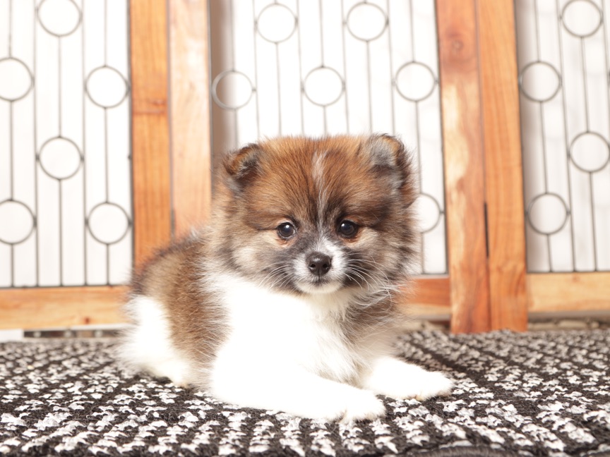 Millie- Cute Female Pomeranian Puppy - Image 4