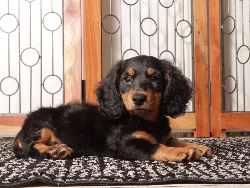 Milo- Sweet Mini Dachshund Puppy