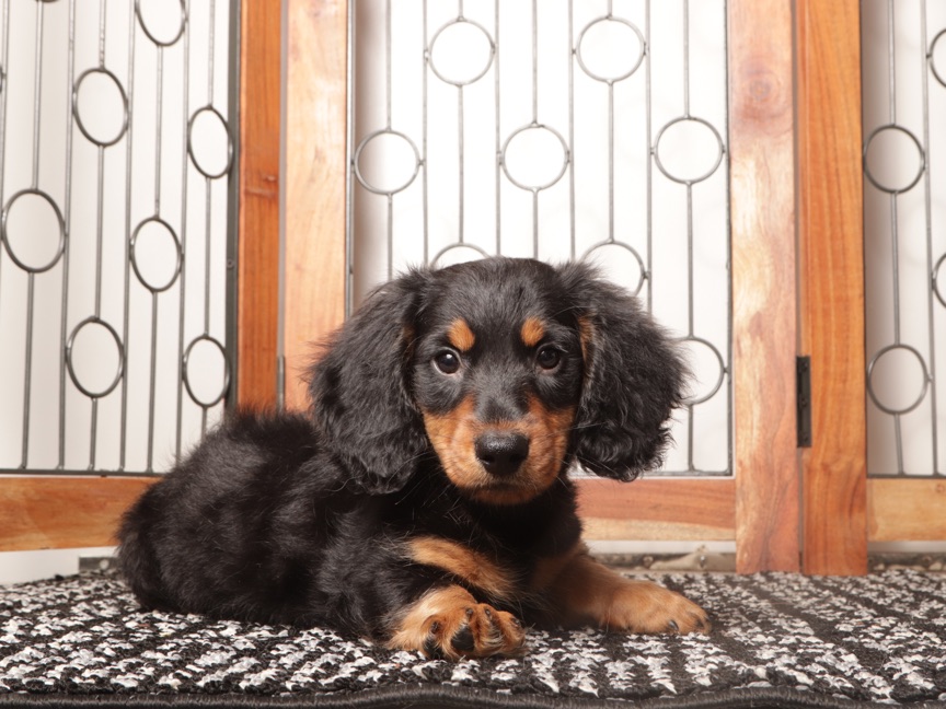 Milo- Sweet Mini Dachshund Puppy - Image 2