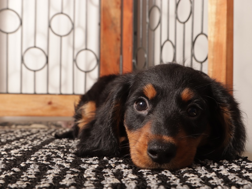 Milo- Sweet Mini Dachshund Puppy - Image 3