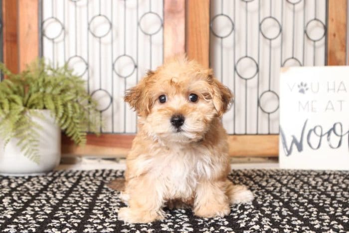 Mocha - Loving Little Female Yochon Puppy