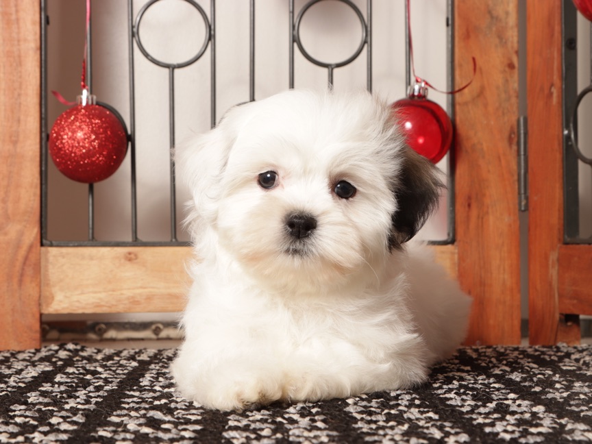 Mocha - Stunning female Teddy Bear Puppy