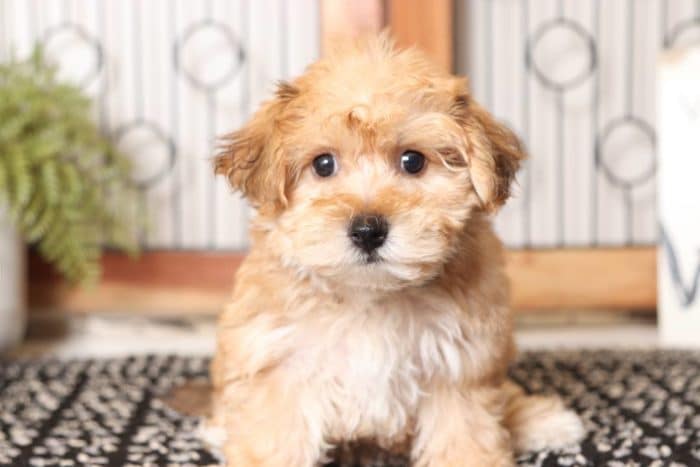 Mocha - Loving Little Female Yochon Puppy - Image 2