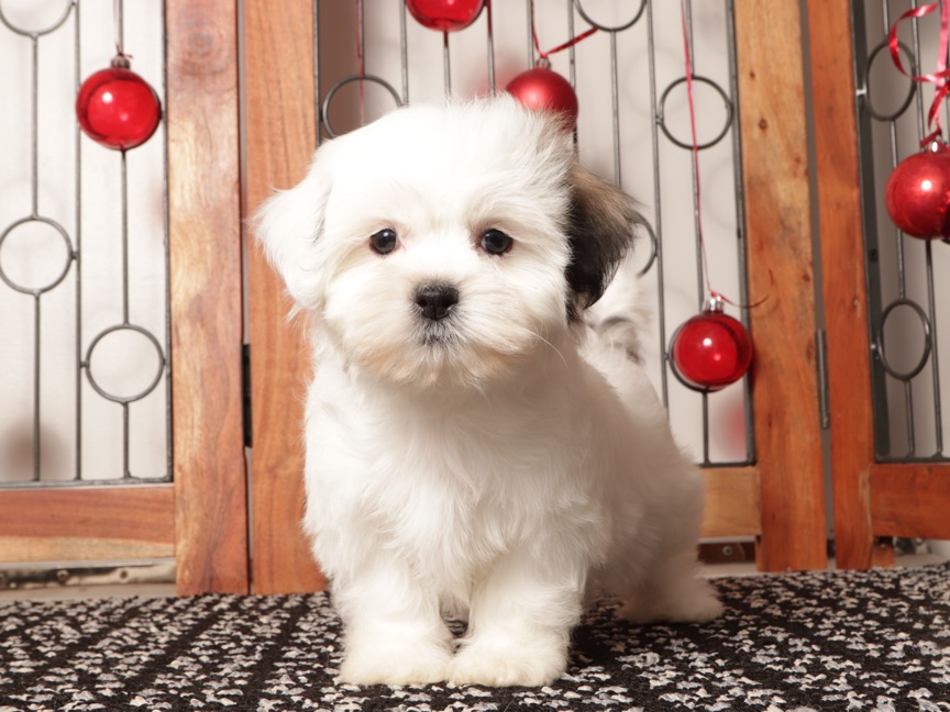 Mocha - Stunning female Teddy Bear Puppy - Image 2