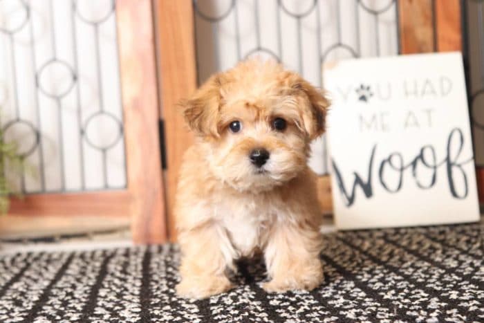 Mocha - Loving Little Female Yochon Puppy - Image 3
