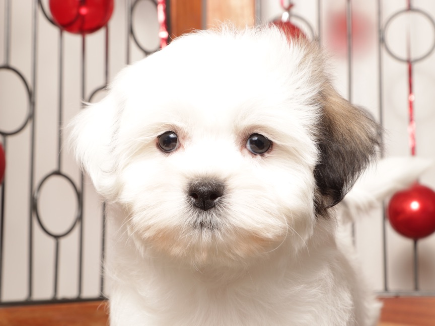 Mocha - Stunning female Teddy Bear Puppy - Image 3