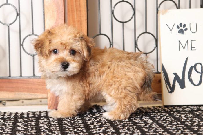 Mocha - Loving Little Female Yochon Puppy - Image 4