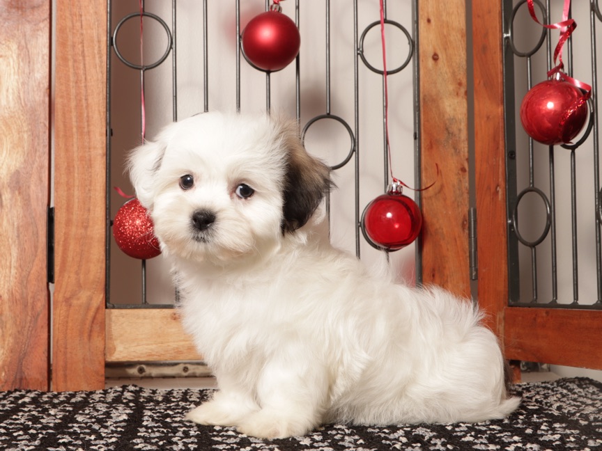 Mocha - Stunning female Teddy Bear Puppy - Image 4