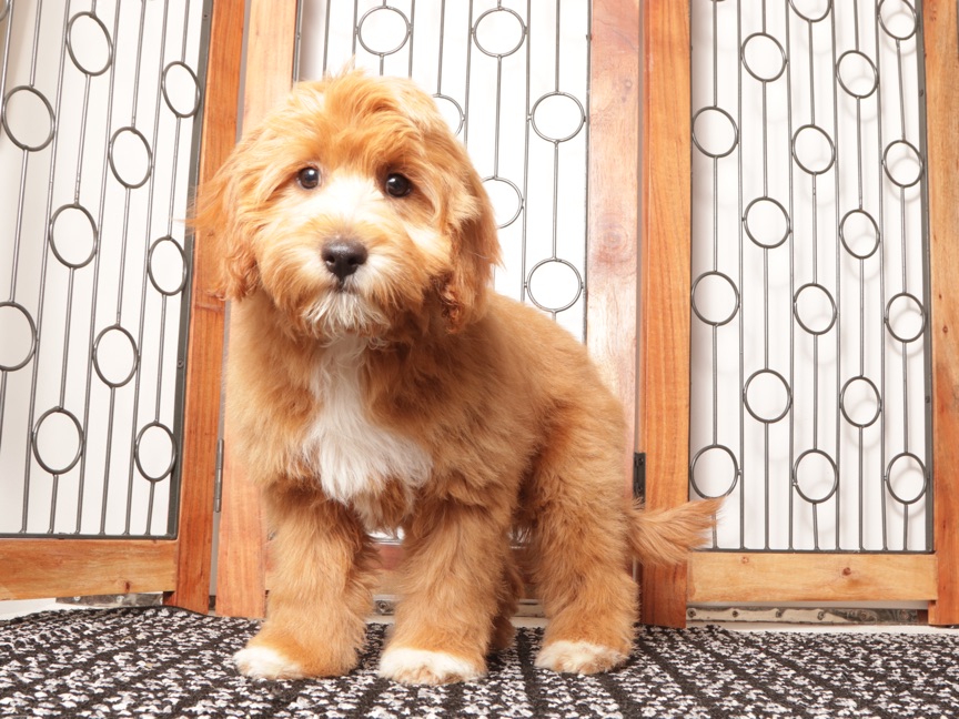 Moris - Stunning Male Cavapoo Puppy For Sale