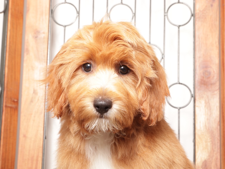 Moris - Stunning Male Cavapoo Puppy For Sale - Image 2