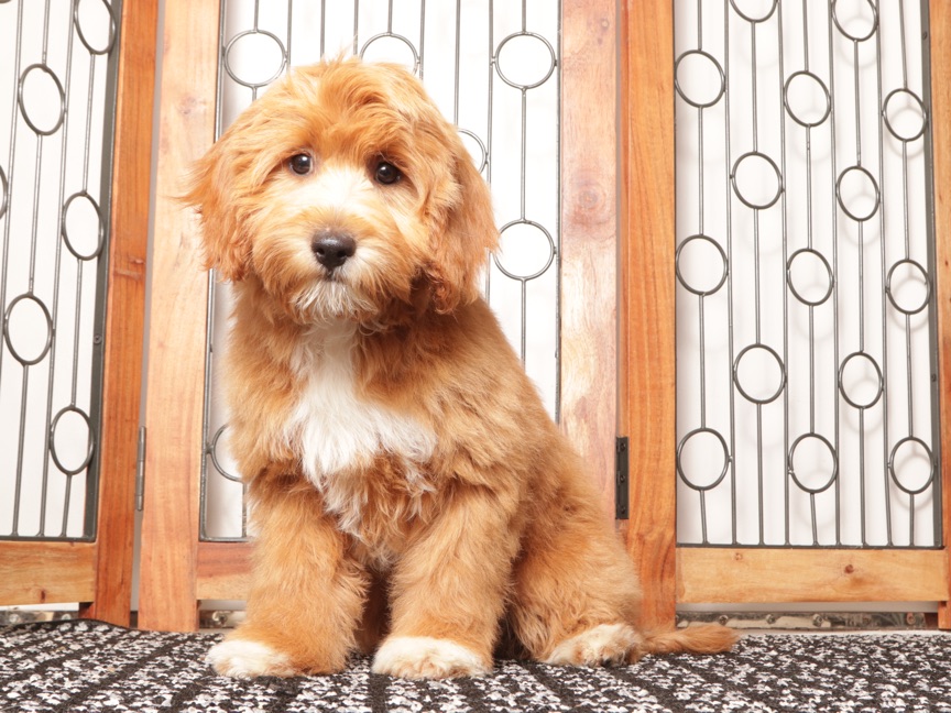 Moris - Stunning Male Cavapoo Puppy For Sale - Image 3