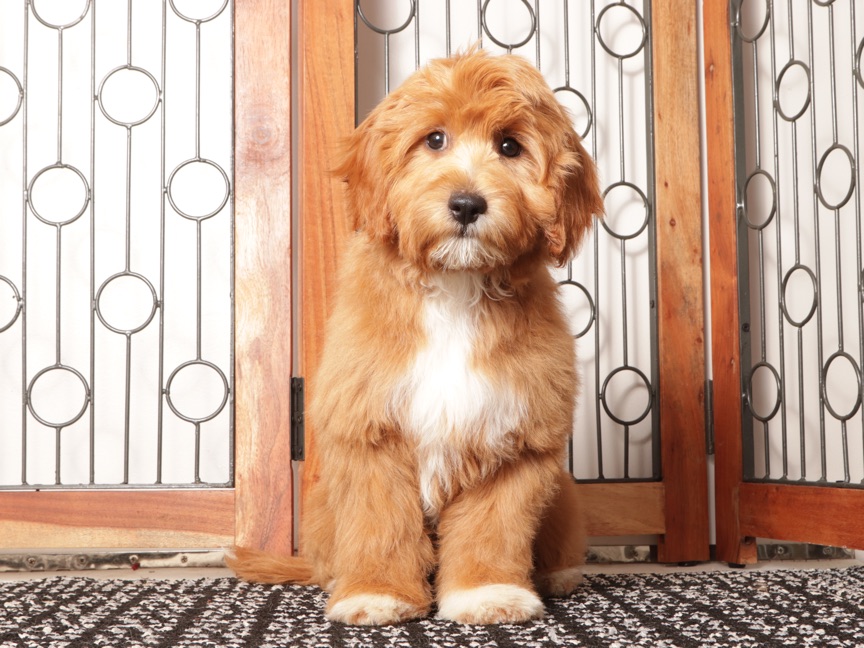 Moris - Stunning Male Cavapoo Puppy For Sale - Image 4