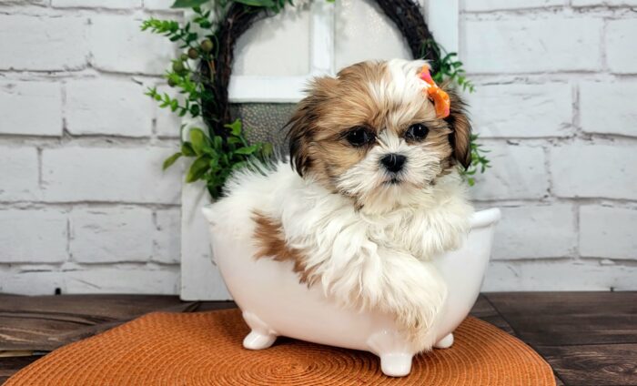 Muffin- Loving Little female ACA Imperial Shih Tzu Puppy For Sale