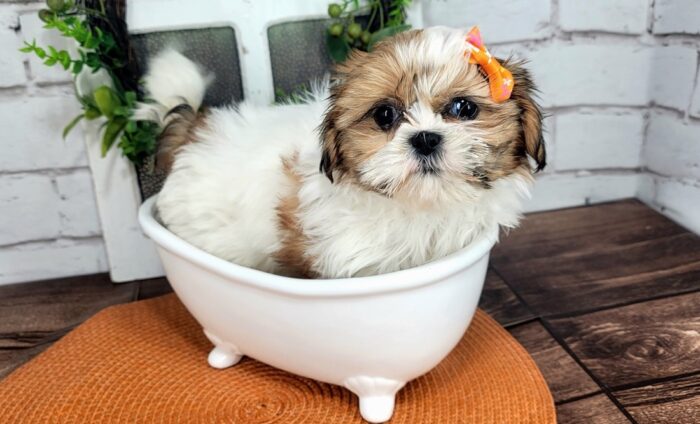Muffin- Loving Little female ACA Imperial Shih Tzu Puppy For Sale - Image 3