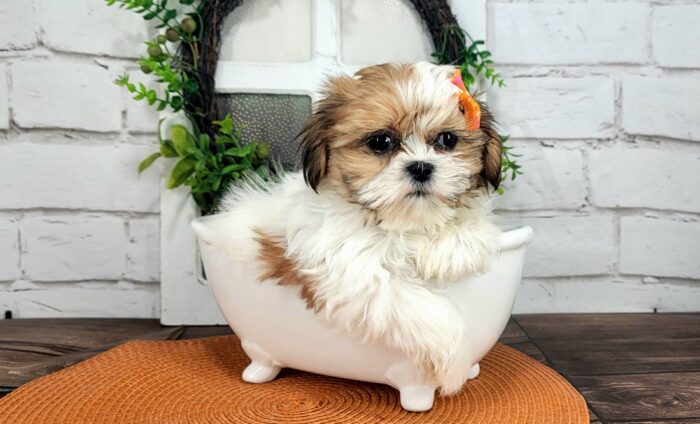 Muffin- Loving Little female ACA Imperial Shih Tzu Puppy For Sale - Image 2