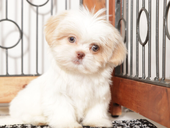 Muffin- Loving Little female ACA Shih Tzu Puppy