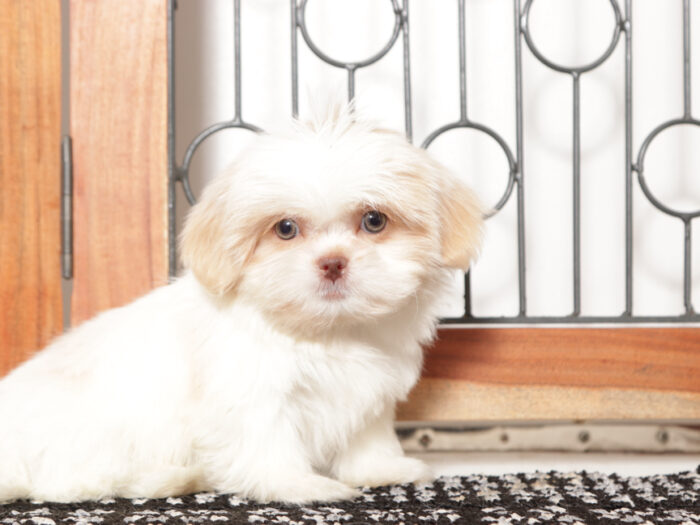 Muffin- Loving Little female ACA Shih Tzu Puppy - Image 3