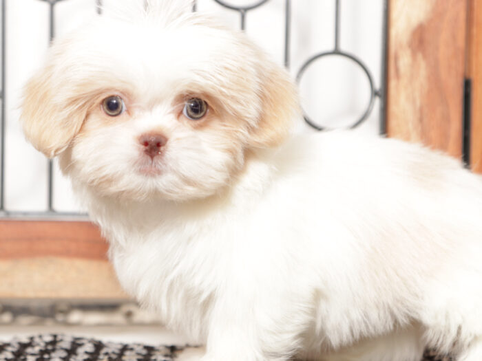 Muffin- Loving Little female ACA Shih Tzu Puppy - Image 5