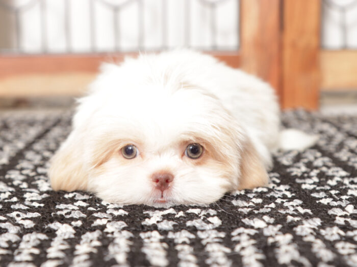 Muffin- Loving Little female ACA Shih Tzu Puppy - Image 6