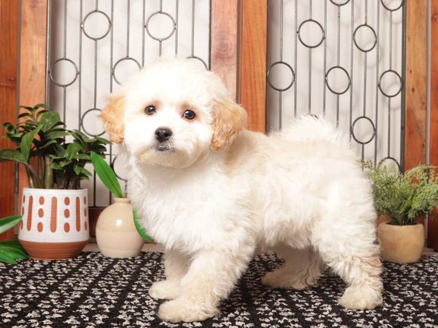 Murphy- Playful Male Maltipoo Puppy
