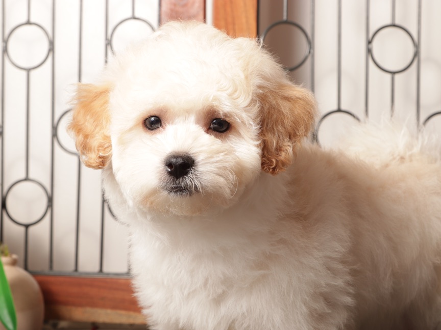 Murphy- Playful Male Maltipoo Puppy - Image 2